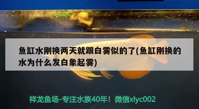 鱼缸水刚换两天就跟白雾似的了(鱼缸刚换的水为什么发白象起雾) 锦鲤鱼