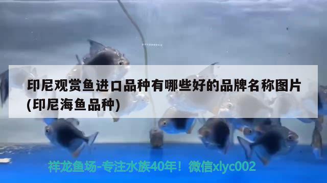 红龙鱼几年成熟一次？红龙鱼多大开始发色？，红龙鱼几年成熟一次