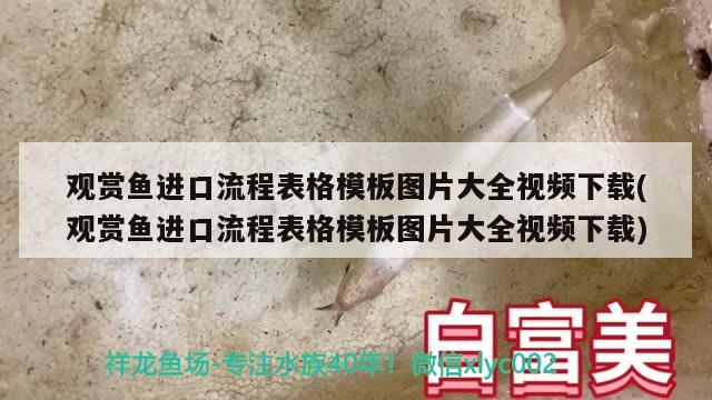 大金 观赏鱼论坛 第2张