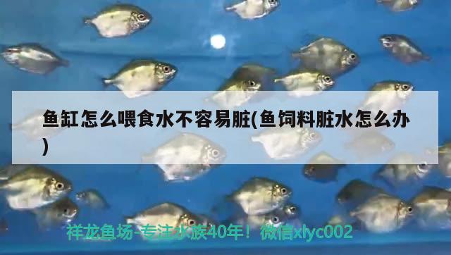 鱼缸怎么喂食水不容易脏(鱼饲料脏水怎么办)