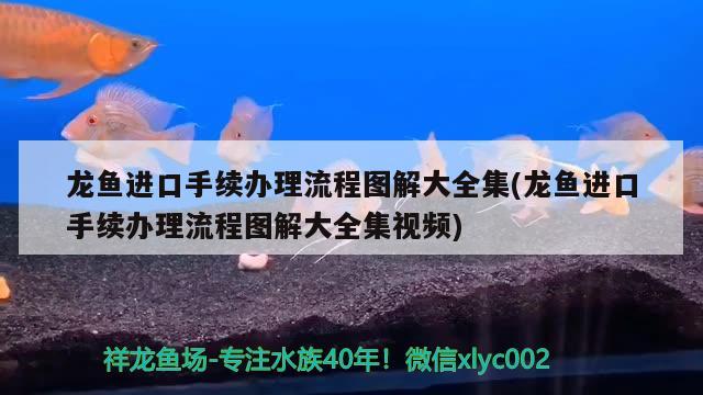 龙鱼进口手续办理流程图解大全集(龙鱼进口手续办理流程图解大全集视频) 观赏鱼进出口