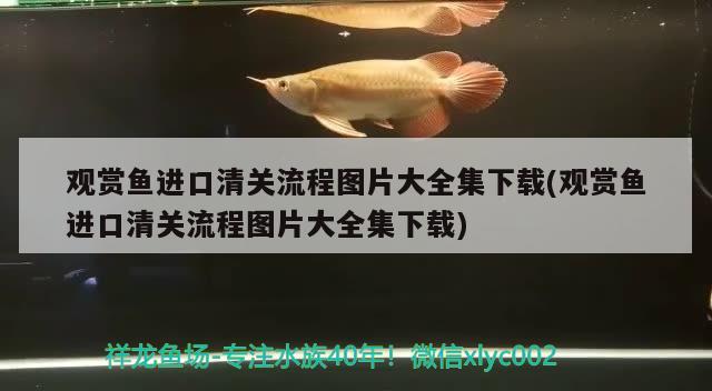 观赏鱼进口清关流程图片大全集下载(观赏鱼进口清关流程图片大全集下载)