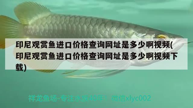 印尼观赏鱼进口价格查询网址是多少啊视频(印尼观赏鱼进口价格查询网址是多少啊视频下载) 观赏鱼进出口