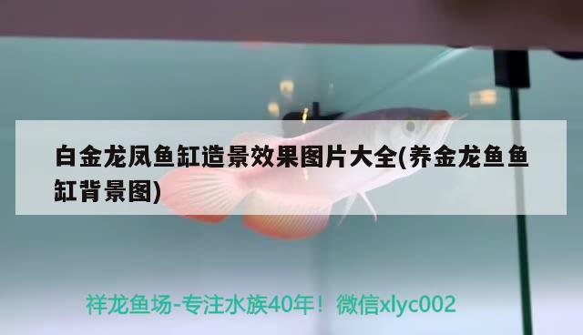 汉中哪里卖鱼缸 汉中哪里卖鱼缸好 鱼缸清洁用具 第2张