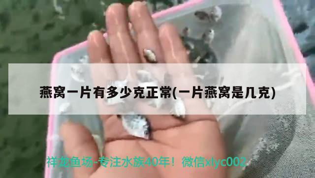 银龙鱼适合什么温度（银龙鱼适合什么温度的水养） 孵化器