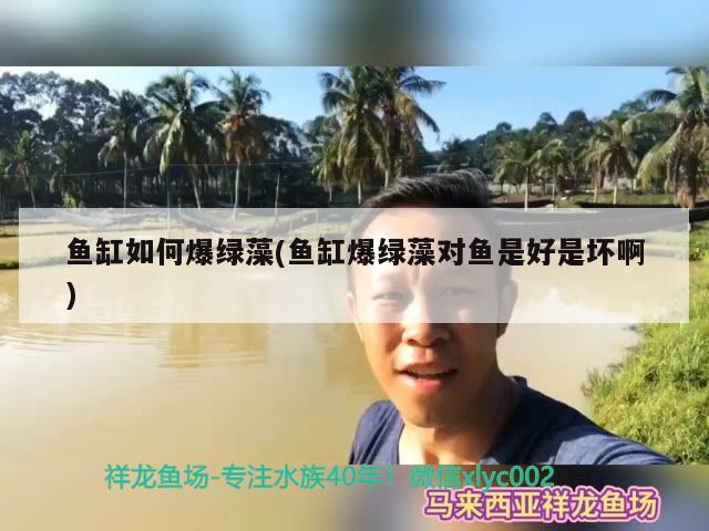 鱼缸如何爆绿藻(鱼缸爆绿藻对鱼是好是坏啊) 南美异型鱼 第3张