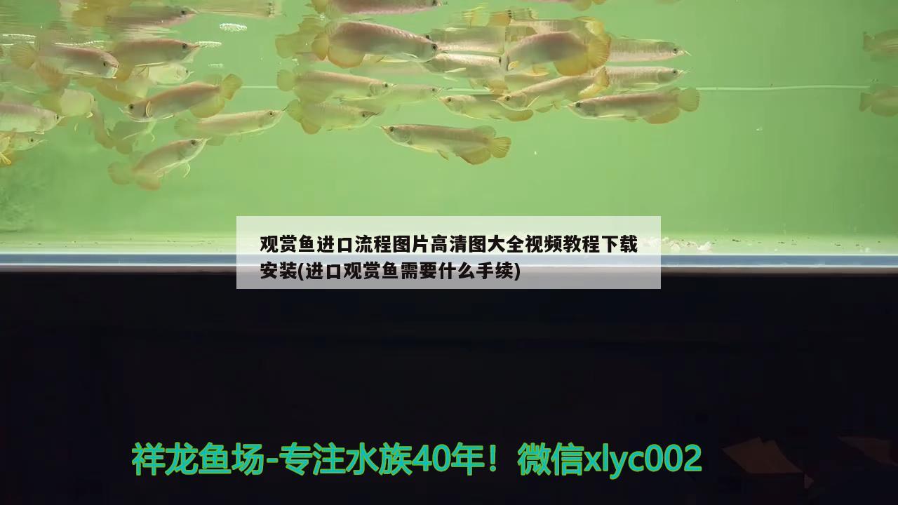 全球最大的海水观赏鱼出口国(海水观赏鱼种类)