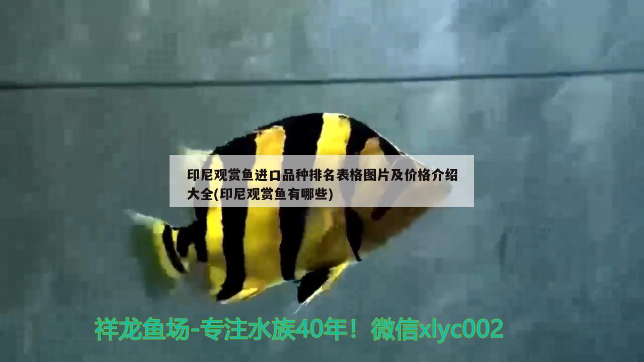 印尼观赏鱼进口品种排名表格图片及价格介绍大全(印尼观赏鱼有哪些)