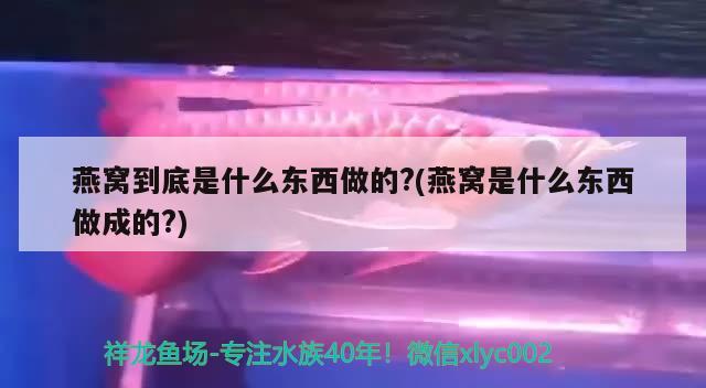 燕窝到底是什么东西做的?(燕窝是什么东西做成的?) 马来西亚燕窝