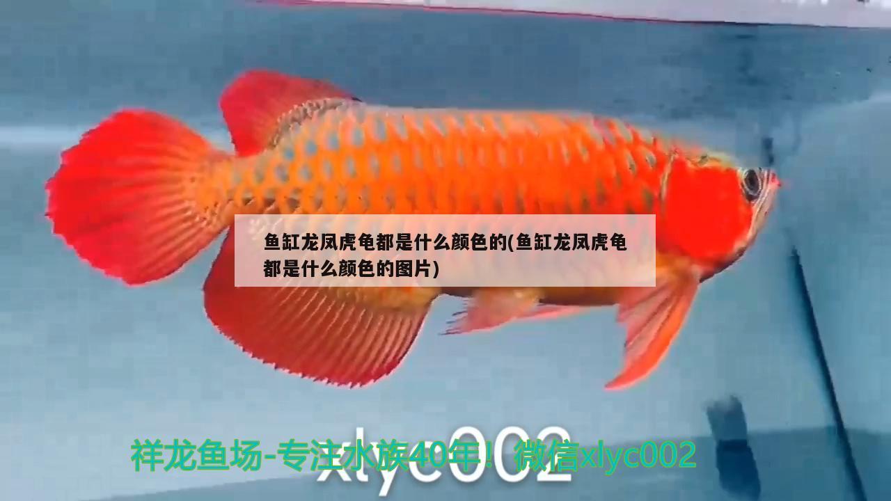 衡水鱼缸水族批发市场在哪个位置啊，衡水卖鱼缸的地方在哪