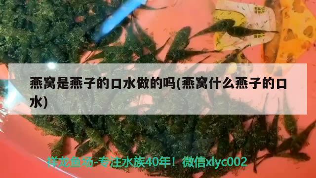 燕窝是燕子的口水做的吗(燕窝什么燕子的口水)