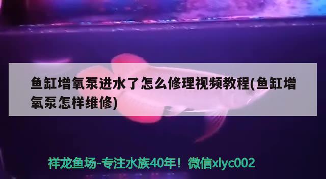 鱼缸增氧泵进水了怎么修理视频教程(鱼缸增氧泵怎样维修) 印尼小红龙