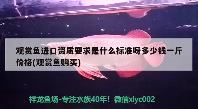 观赏鱼进口资质要求是什么标准呀多少钱一斤价格(观赏鱼购买) 观赏鱼进出口