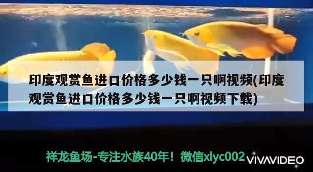 印度观赏鱼进口价格多少钱一只啊视频(印度观赏鱼进口价格多少钱一只啊视频下载) 观赏鱼进出口