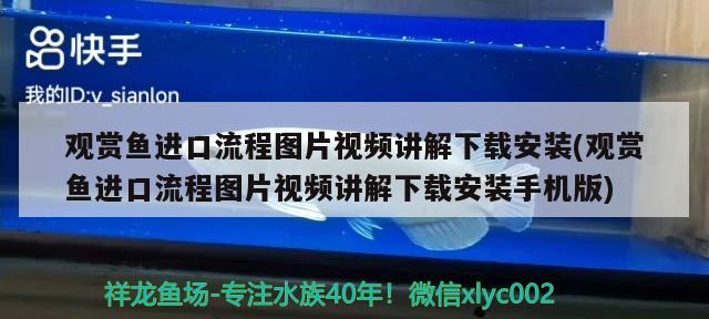 观赏鱼进口流程图片视频讲解下载安装(观赏鱼进口流程图片视频讲解下载安装手机版) 观赏鱼进出口