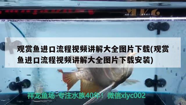 在水族箱里有些金鱼为什么眼睛变白了，龙鱼的嘴唇发白怎么回事 鱼缸/水族箱 第2张