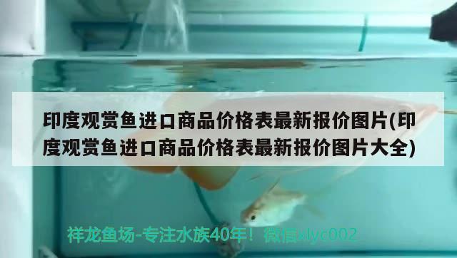 印度观赏鱼进口商品价格表最新报价图片(印度观赏鱼进口商品价格表最新报价图片大全) 观赏鱼进出口