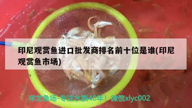 印尼观赏鱼进口批发商排名前十位是谁(印尼观赏鱼市场)