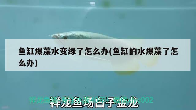 鱼缸爆藻水变绿了怎么办(鱼缸的水爆藻了怎么办) 红龙福龙鱼