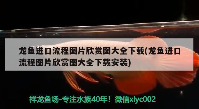 鱼缸柜制作过程视频大全（自己怎么做鱼缸柜视频） 三色锦鲤鱼 第2张