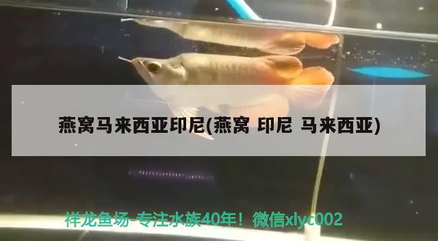 燕窝马来西亚印尼(燕窝印尼马来西亚) 马来西亚燕窝 第2张