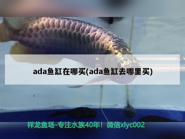 ada鱼缸在哪买(ada鱼缸去哪里买)