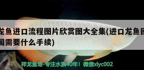 龙鱼进口流程图片欣赏图大全集(进口龙鱼回国需要什么手续)