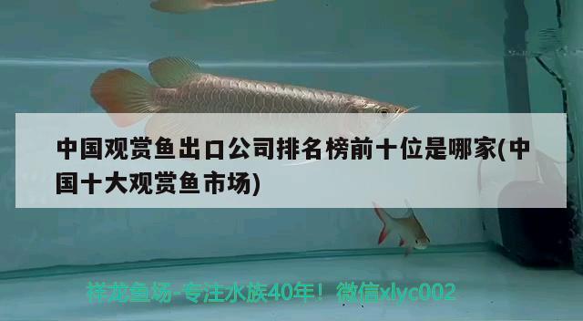 中国观赏鱼出口公司排名榜前十位是哪家(中国十大观赏鱼市场) 观赏鱼进出口