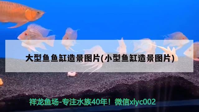 大型鱼鱼缸造景图片(小型鱼缸造景图片) 水温计