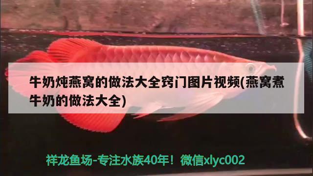 红龙鱼有名的渔场有哪些地方可以养（什么颜色的龙鱼最贵） 丹顶锦鲤鱼 第2张