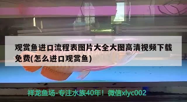 观赏鱼进口流程表图片大全大图高清视频下载免费(怎么进口观赏鱼) 观赏鱼进出口