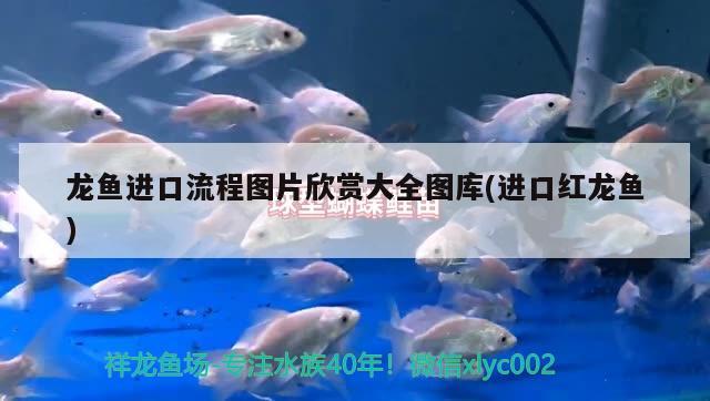 龙鱼进口流程图片欣赏大全图库(进口红龙鱼) 观赏鱼进出口