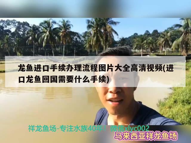 龙鱼进口手续办理流程图片大全高清视频(进口龙鱼回国需要什么手续) 观赏鱼进出口 第1张