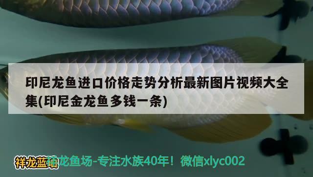 印尼龙鱼进口价格走势分析最新图片视频大全集(印尼金龙鱼多钱一条) 观赏鱼进出口 第1张