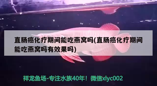 直肠癌化疗期间能吃燕窝吗(直肠癌化疗期间能吃燕窝吗有效果吗) 马来西亚燕窝