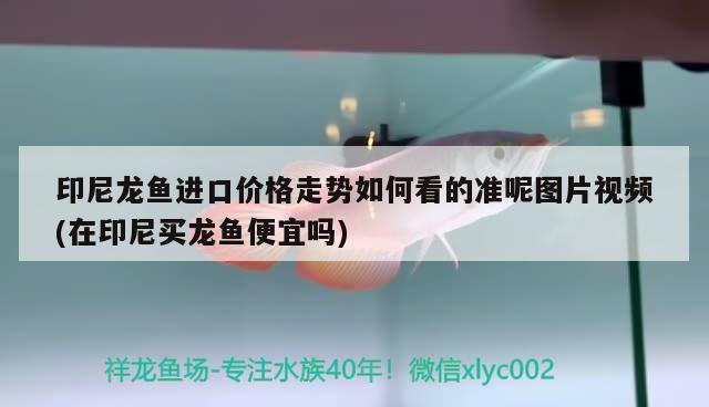 印尼龙鱼进口价格走势如何看的准呢图片视频(在印尼买龙鱼便宜吗) 观赏鱼进出口