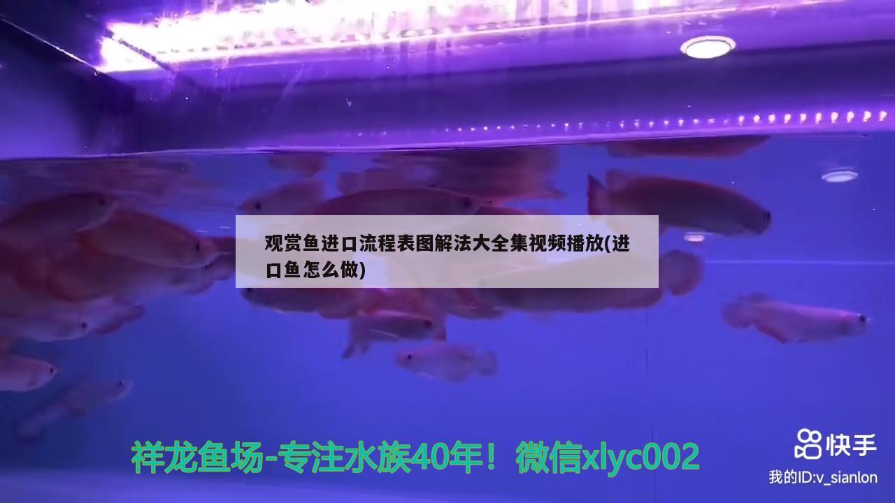 观赏鱼进口流程表图解法大全集视频播放(进口鱼怎么做) 观赏鱼进出口