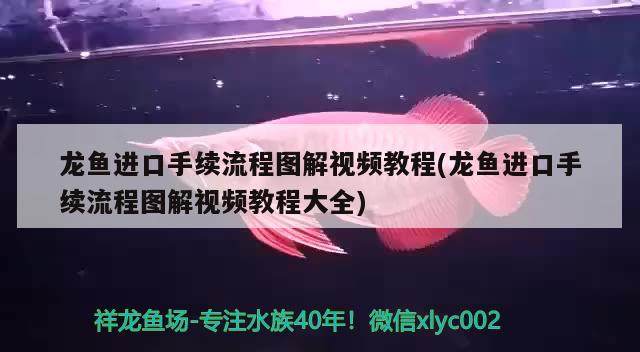 龙鱼进口手续流程图解视频教程(龙鱼进口手续流程图解视频教程大全)