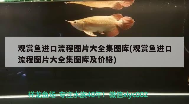 观赏鱼进口流程图片大全集图库(观赏鱼进口流程图片大全集图库及价格) 观赏鱼进出口