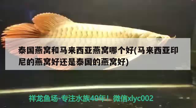 1.2米鱼缸造景效果图视频（天堂鸟花的养殖方法） 祥龙水族滤材/器材 第1张