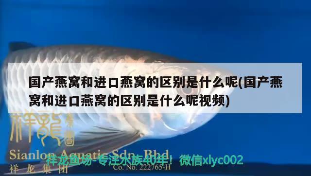 国产燕窝和进口燕窝的区别是什么呢(国产燕窝和进口燕窝的区别是什么呢视频) 马来西亚燕窝