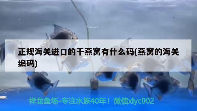 正规海关进口的干燕窝有什么码(燕窝的海关编码) 马来西亚燕窝