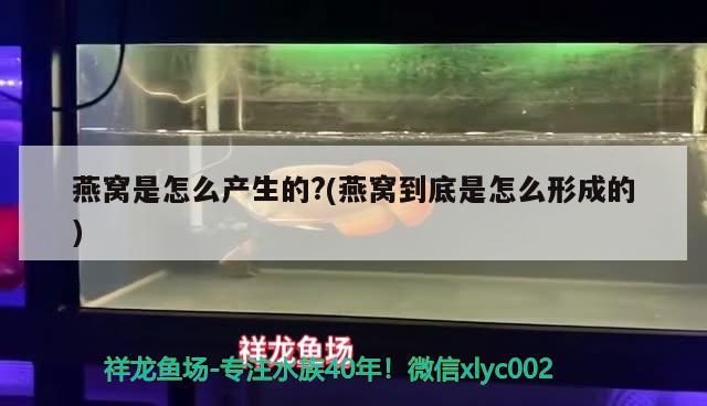 燕窝是怎么产生的?(燕窝到底是怎么形成的) 马来西亚燕窝