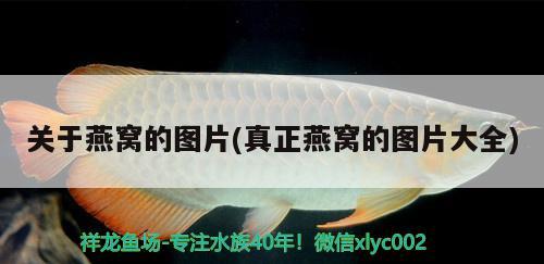 江苏泰州金龙鱼工厂在哪里啊（江苏泰州金龙鱼工厂在哪里啊电话）