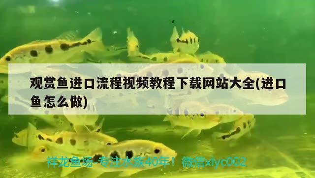 观赏鱼进口流程视频教程下载网站大全(进口鱼怎么做) 观赏鱼进出口