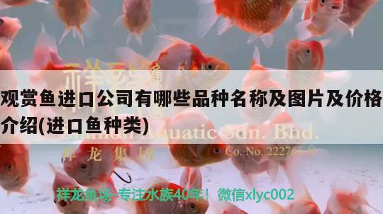 新鱼缸怎么处理才能放鱼（新鱼缸怎样清洗） 过背金龙鱼 第1张