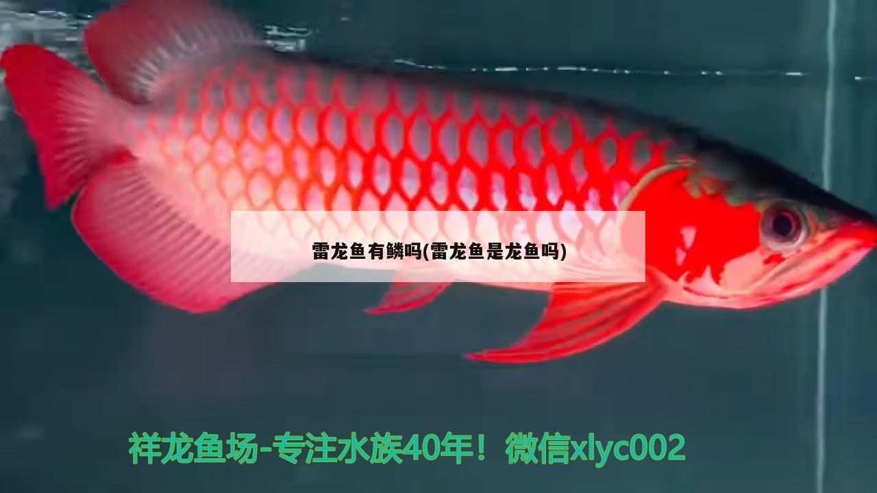 雷龙鱼有鳞吗(雷龙鱼是龙鱼吗) 水族用品