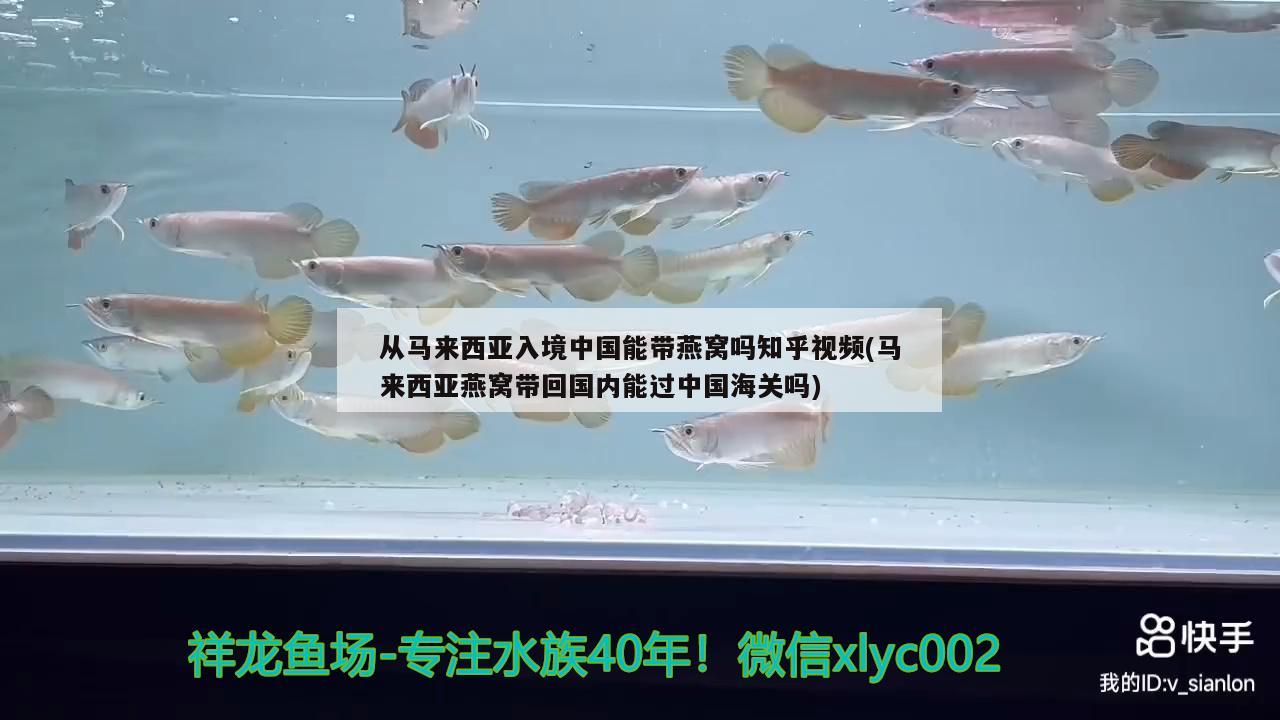 从马来西亚入境中国能带燕窝吗知乎视频(马来西亚燕窝带回国内能过中国海关吗) 马来西亚燕窝