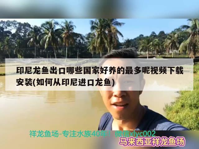 印尼龙鱼出口哪些国家好养的最多呢视频下载安装(如何从印尼进口龙鱼)