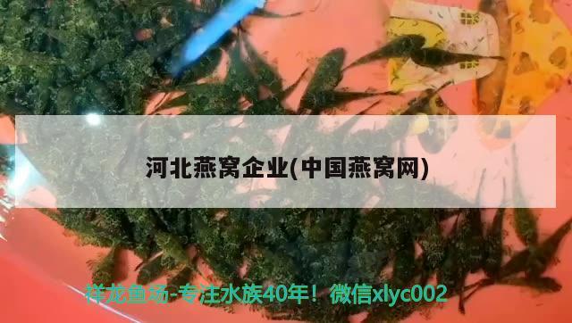 河北燕窝企业(中国燕窝网)